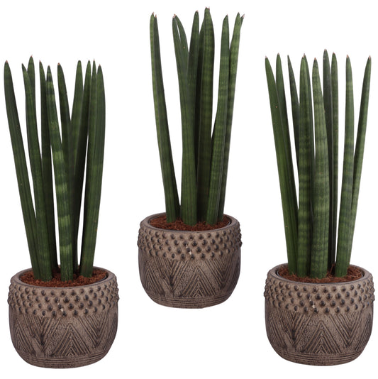 Sansevieria cylindrica 35cm 16cm Pot