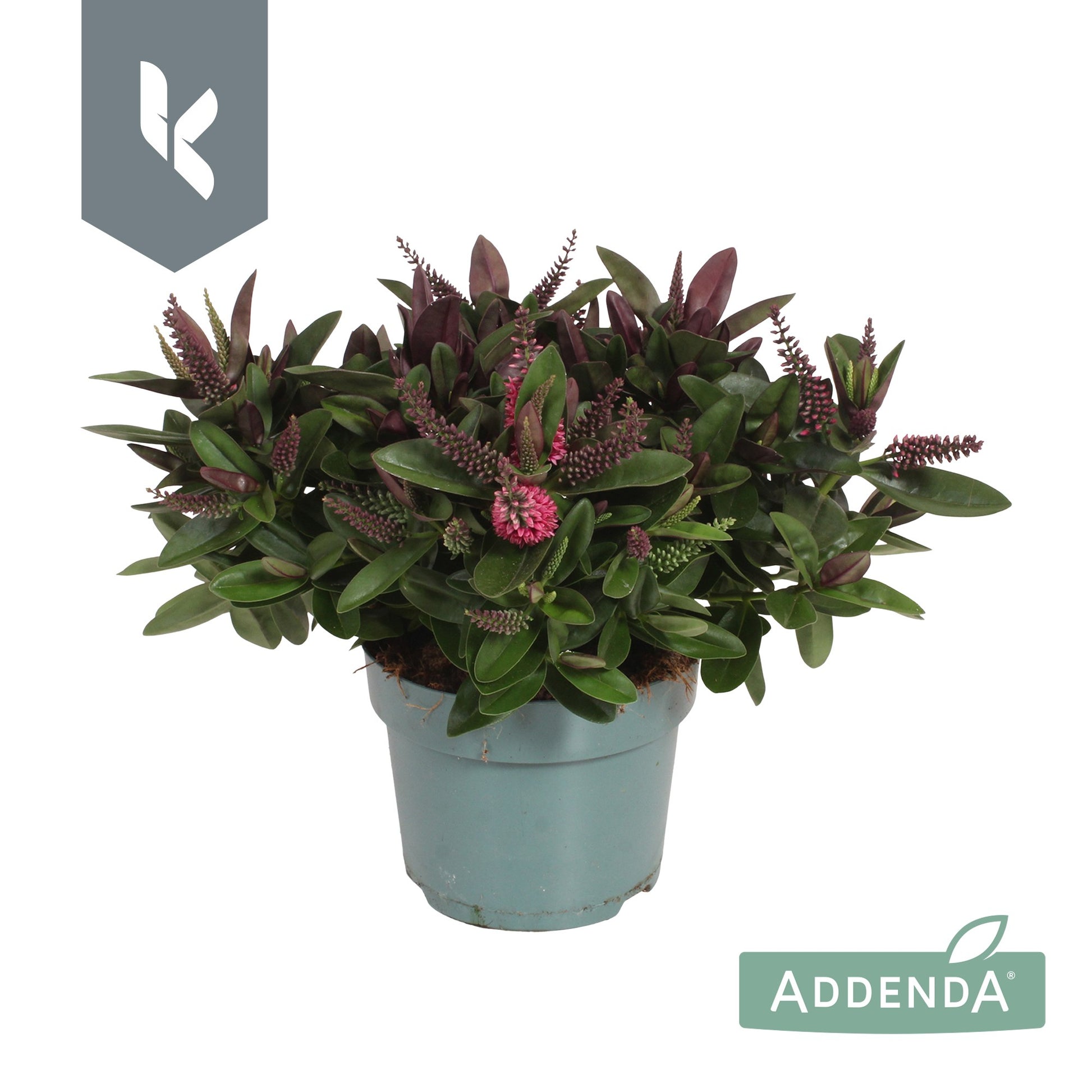 Hebe Hebedonna Eva 25cm 12cm Pot