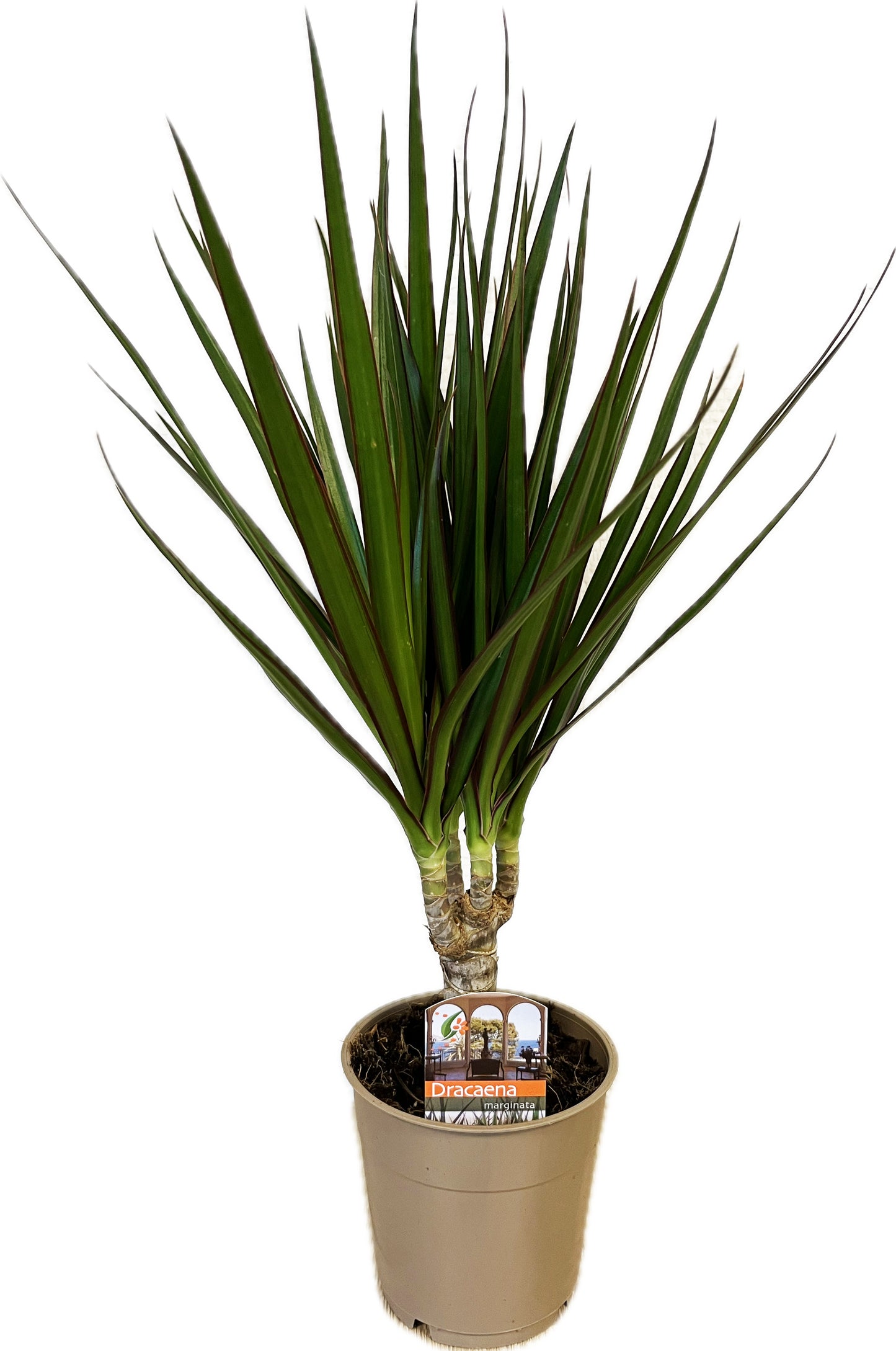 Dracaena marginata Green 40cm 12cm Pot