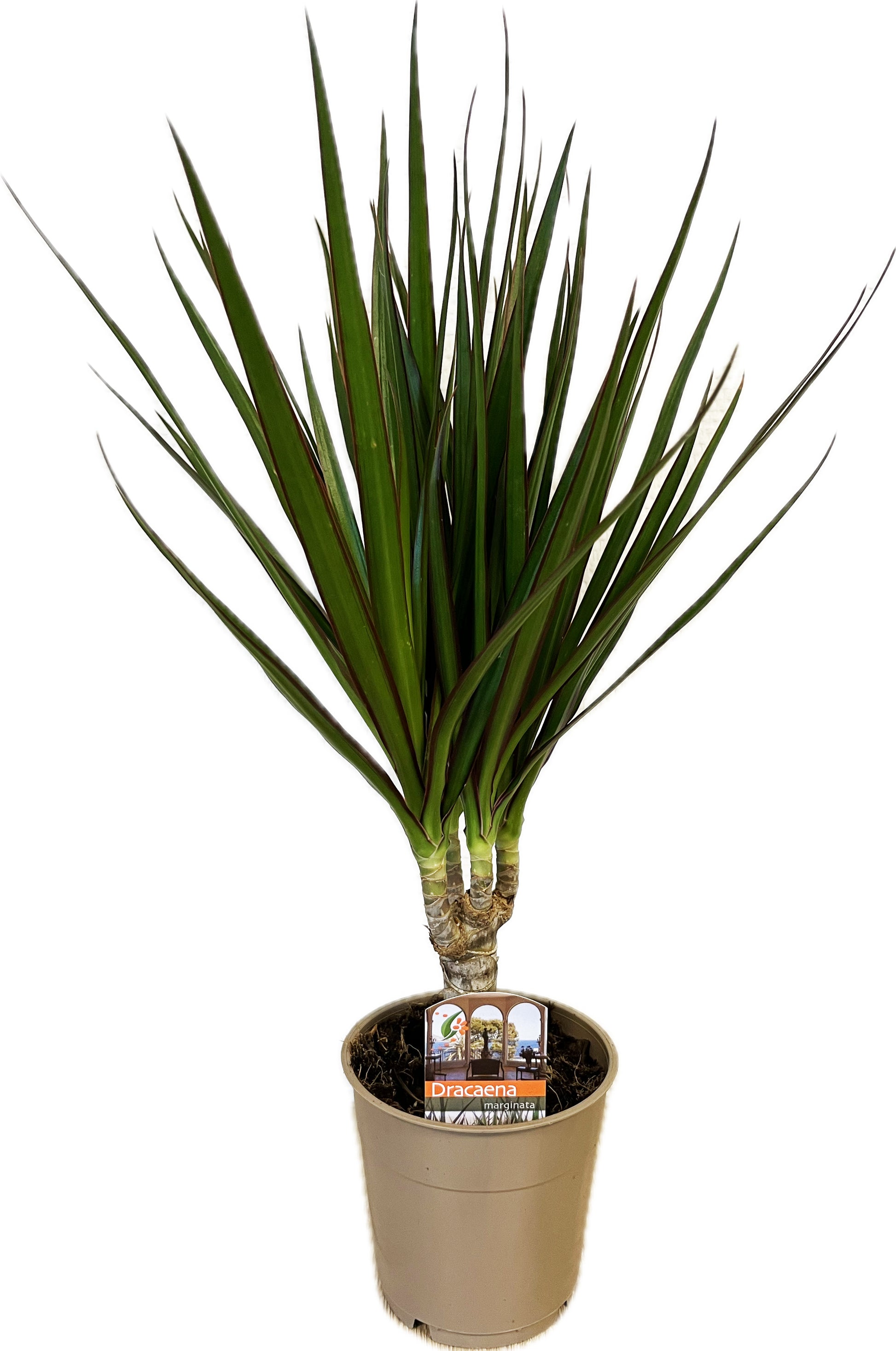 Dracaena marginata Green 40cm 12cm Pot
