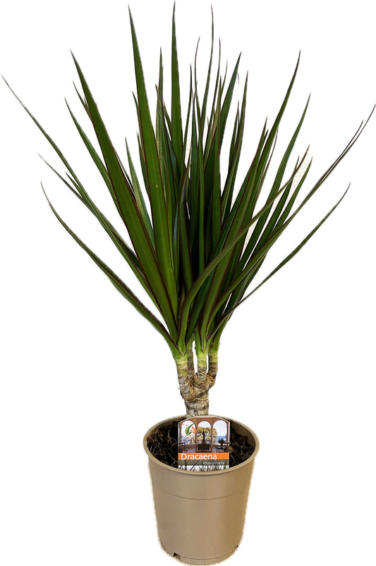Dracaena marginata Green 40cm 12cm Pot
