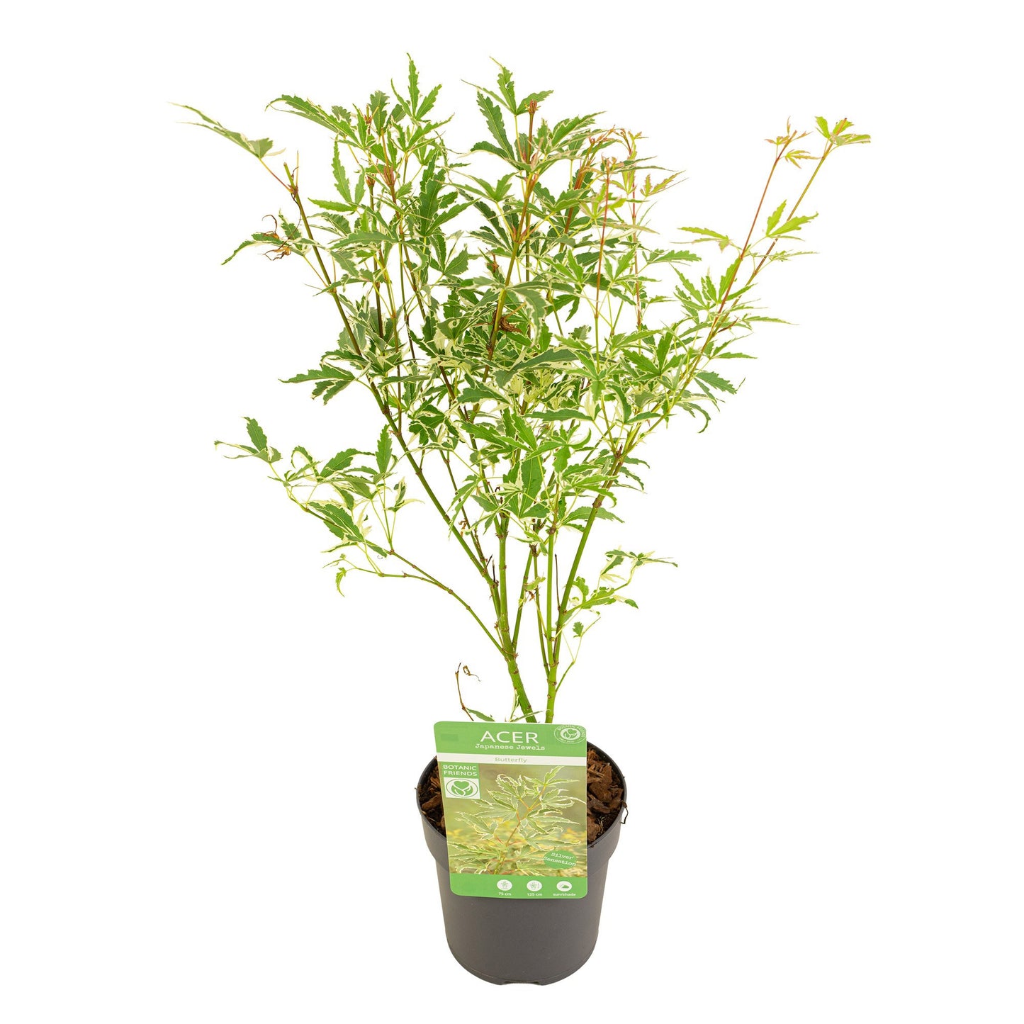 Acer Butterfly 40cm 10cm Pot