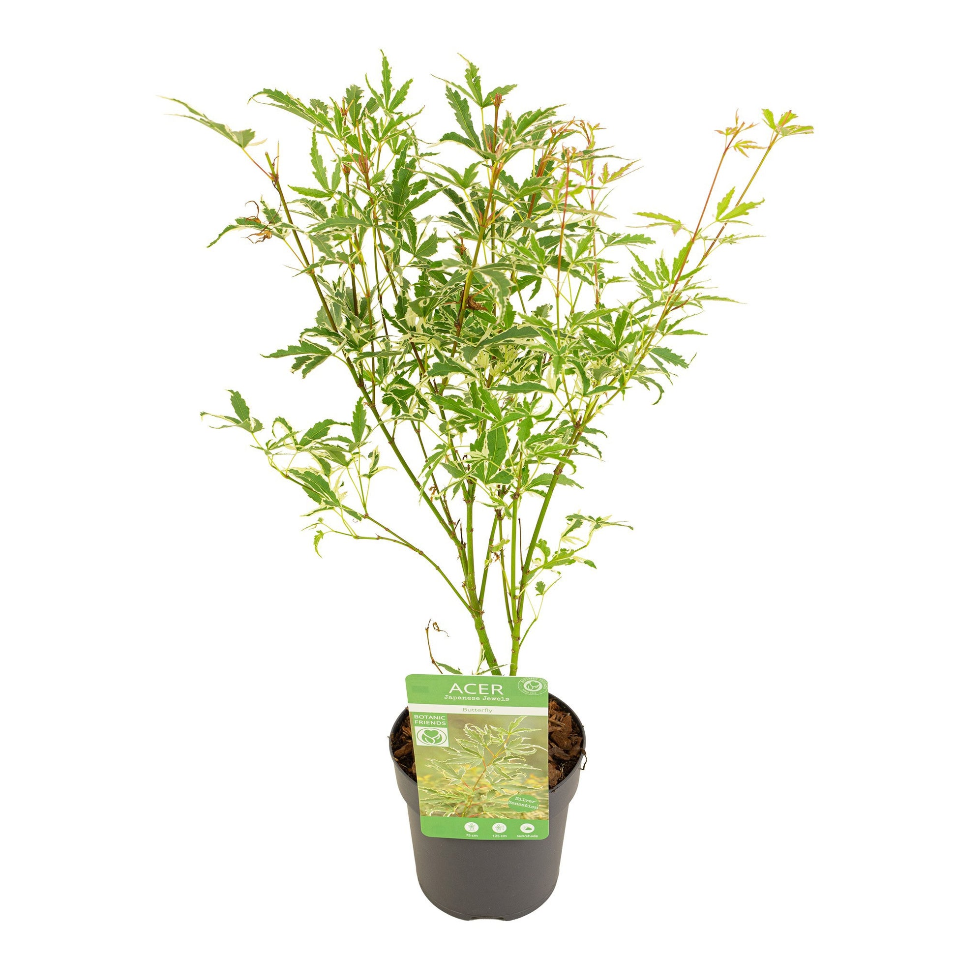 Acer Butterfly 40cm 10cm Pot