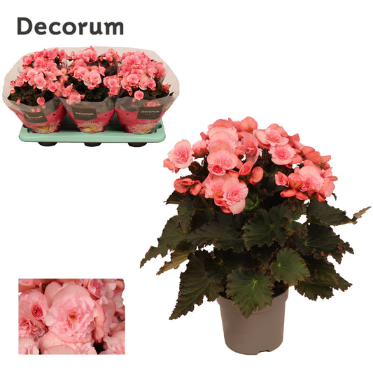 Begonia elatior Joy Pink 30cm 13cm Pot