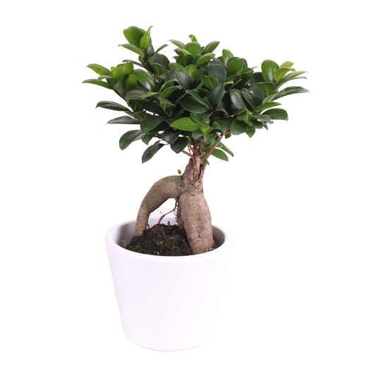 Ficus Ginseng 40cm 18cm Pot