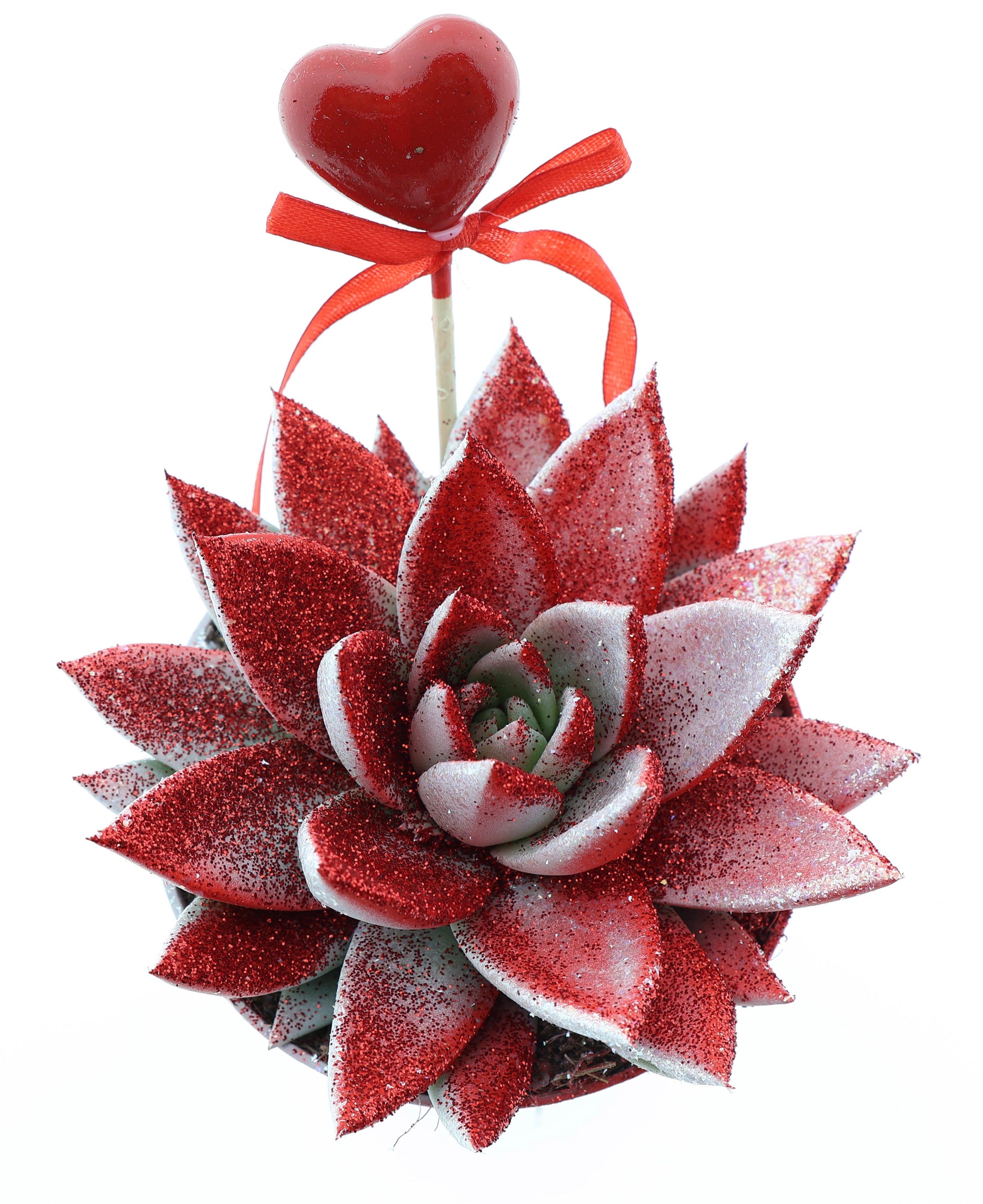 Euro Cactus Holland Bv Miranda valentine rood/wit glitter + hartje Pack of 6