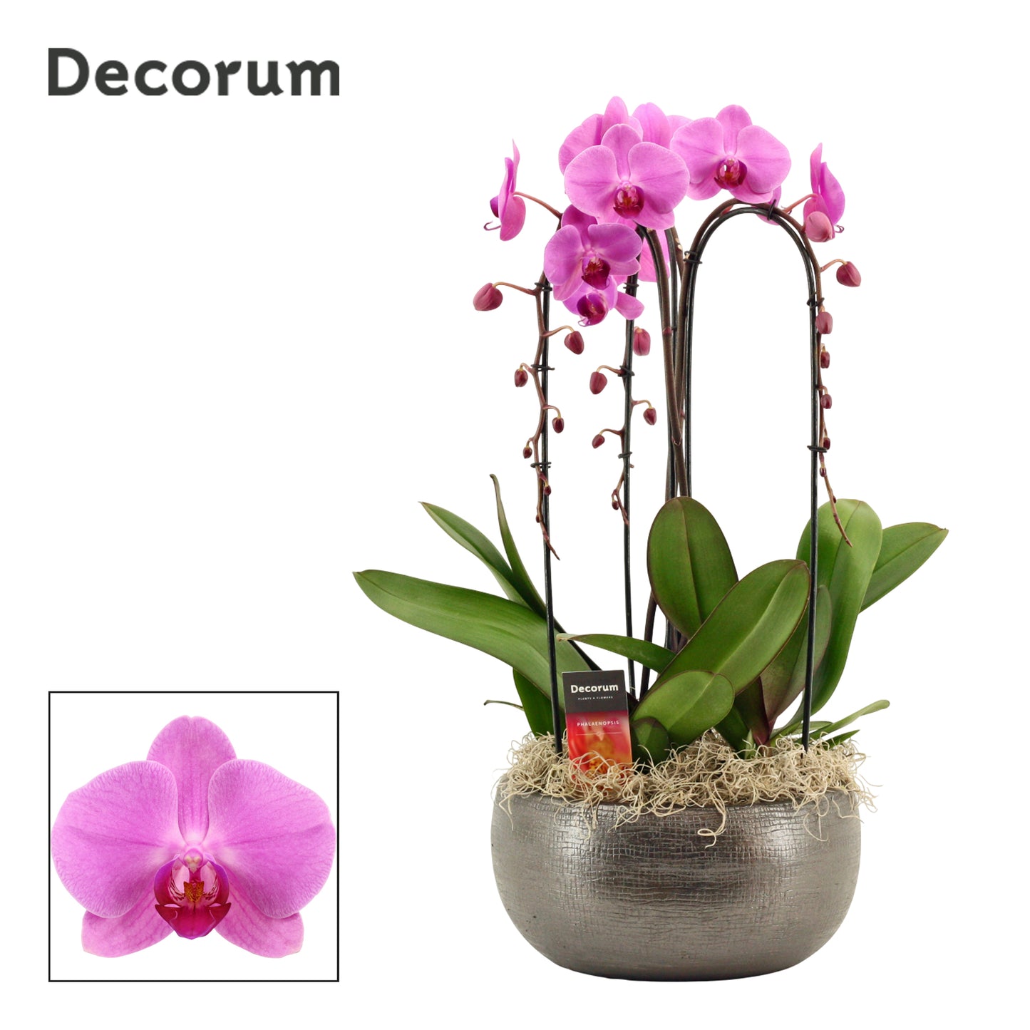 Phalaenopsis pink 55cm 27cm Pot