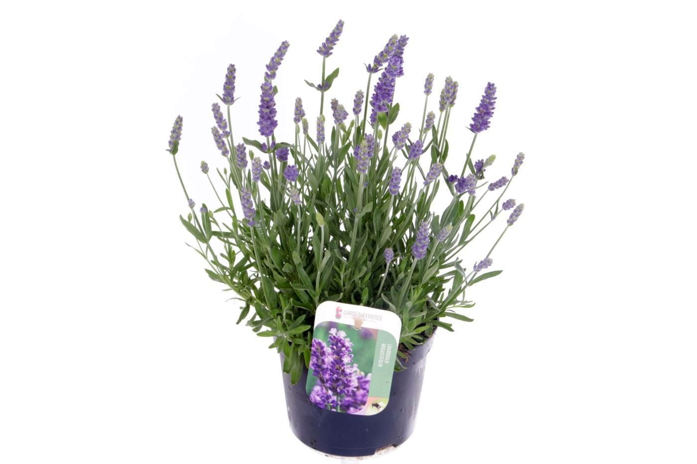 Lavandula ang. Blue River 35cm 13cm Pot