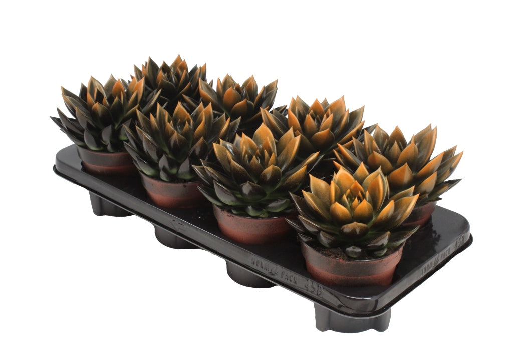 Echeveria colored black 15cm 12cm Pot