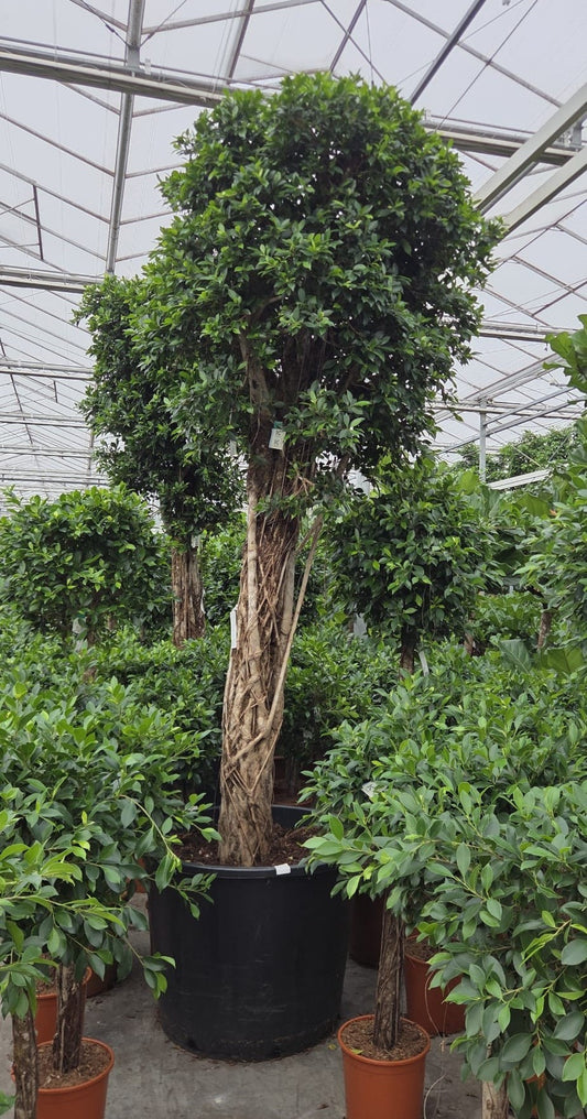 Ficus benjamina 400cm 96cm Pot