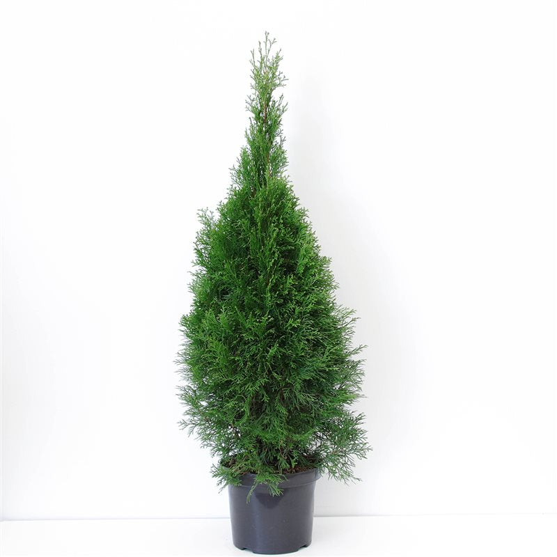 Thuja occidentalis Smaragd 100cm 26cm Pot