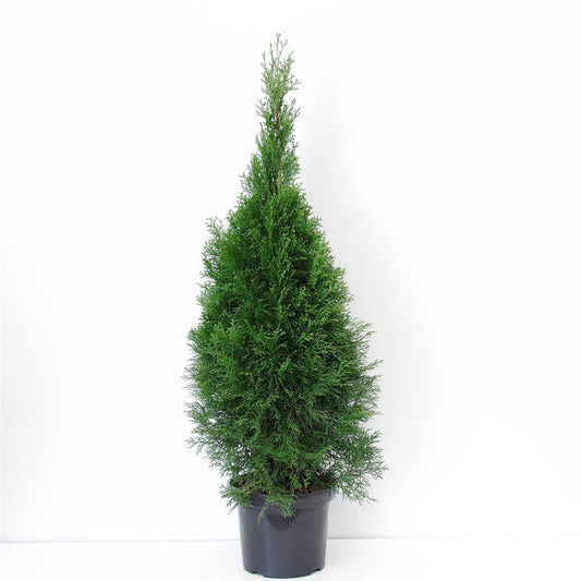 Thuja occidentalis Smaragd 100cm 26cm Pot