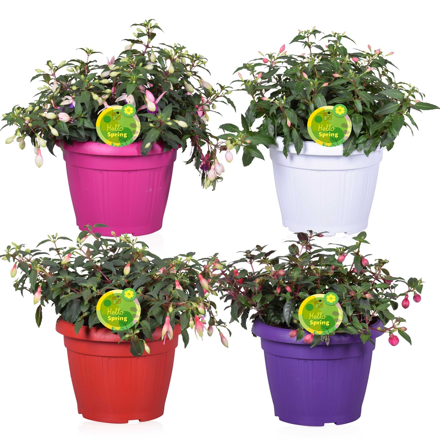 Fuchsia Bella mix 30cm 22cm Pot