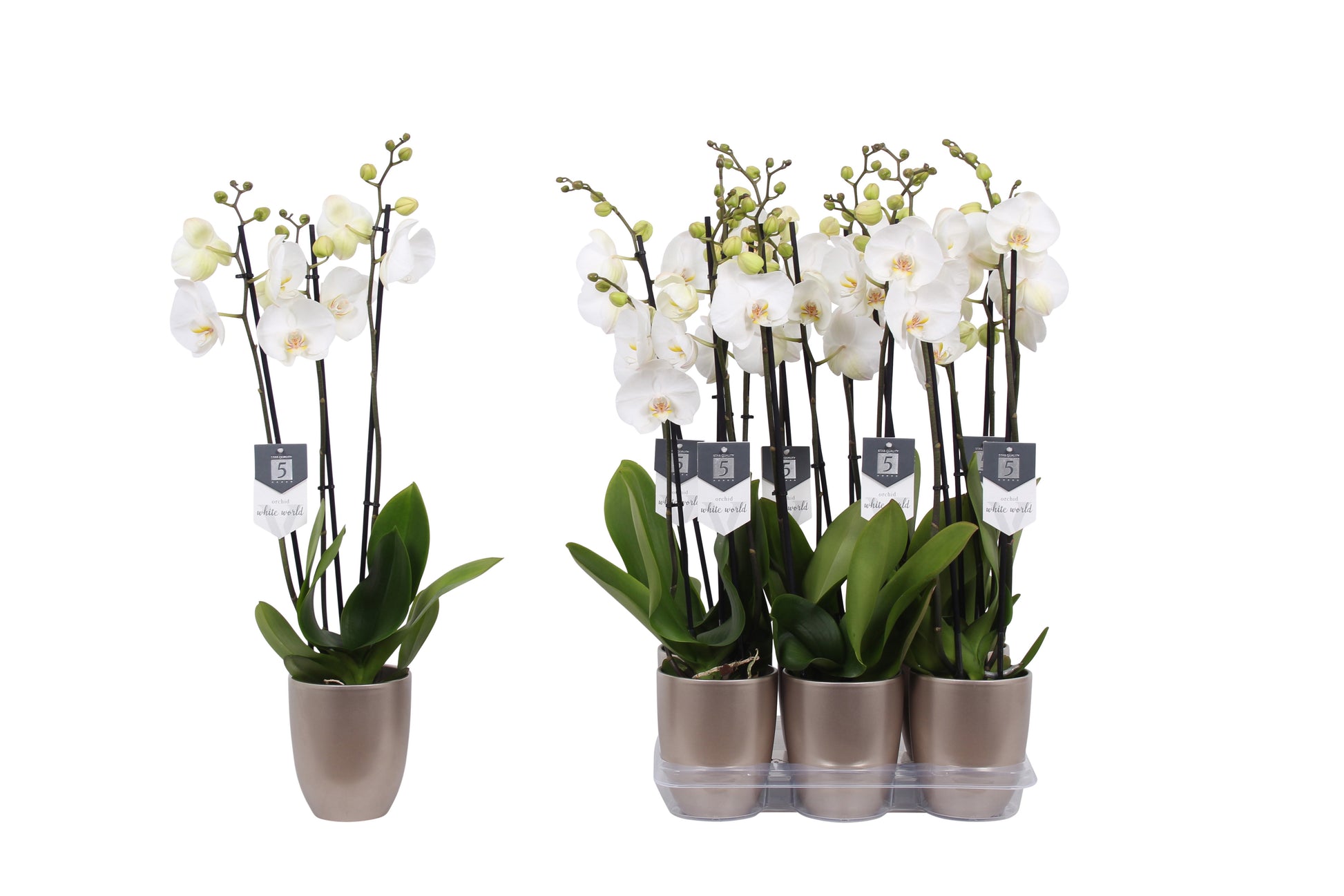 Phalaenopsis White World 60cm 12cm Pot