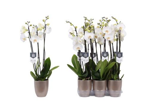 Phalaenopsis White World 60cm 12cm Pot