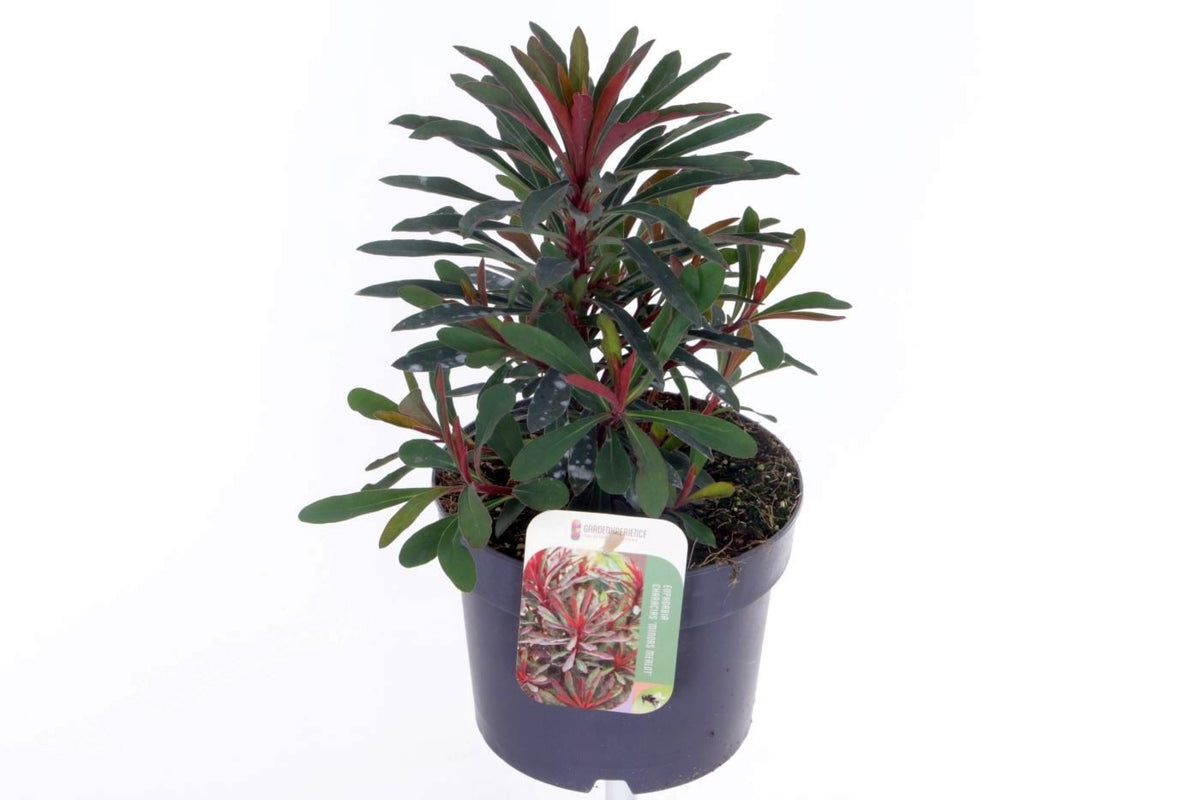 Euphorbia amy. Miner's Merlot 35cm 17cm Pot