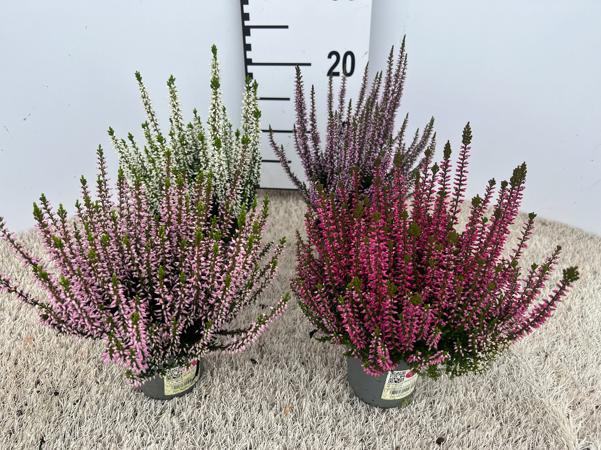 Calluna Garden Girls mix 12cm 9cm Pot