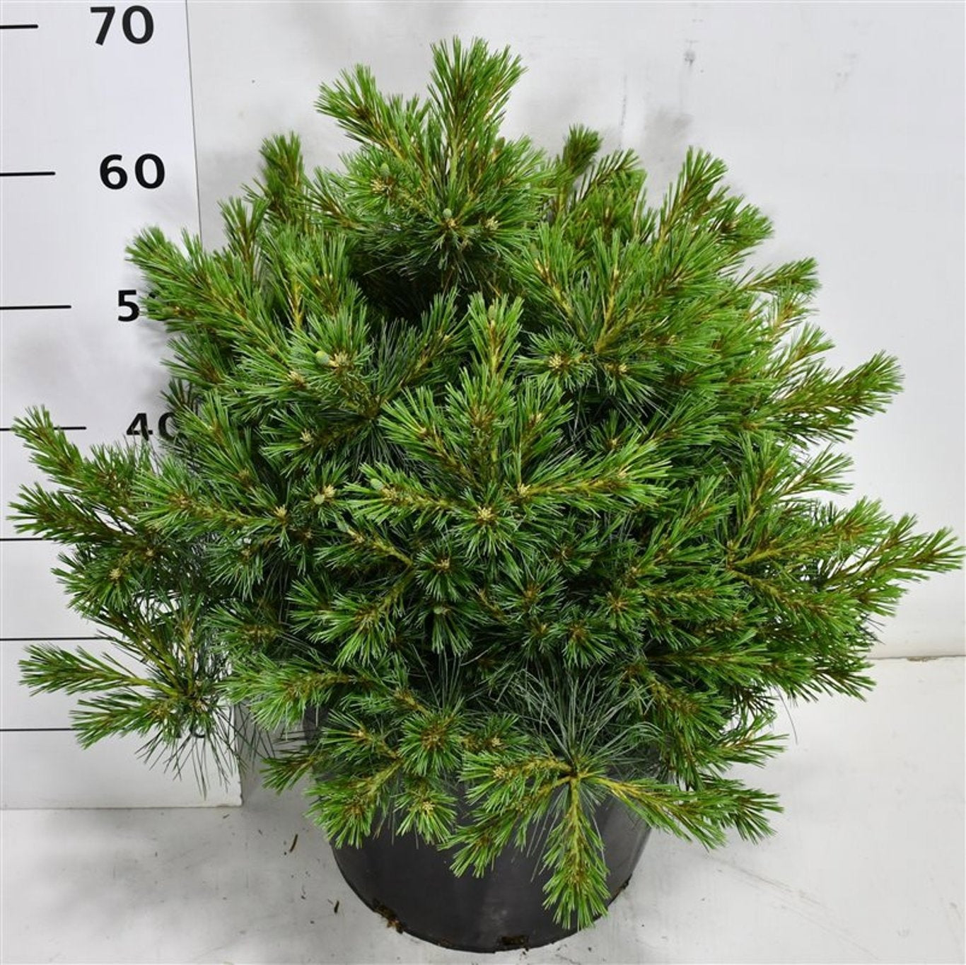 Bloemenkampen BV, Hkw. de Pinus str. Bergman Mini Pack of 1