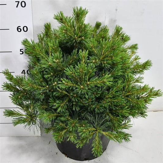 Pinus str. Bergman Mini 75cm 38cm Pot