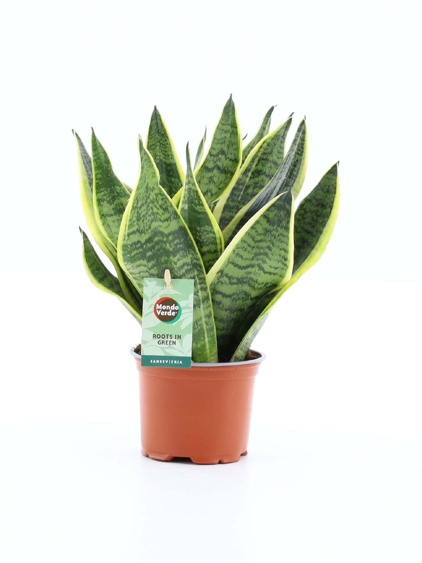 Mondo Verde (Bakker) Sansevieria Futura Superba Pack of 8