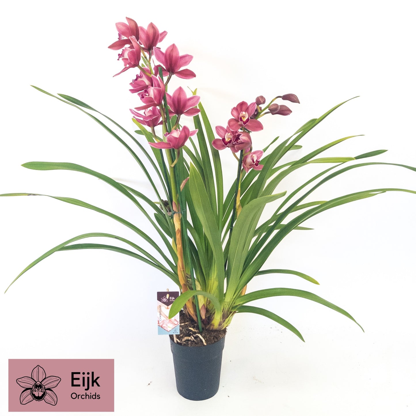 Cymbidium 85cm 14cm Pot