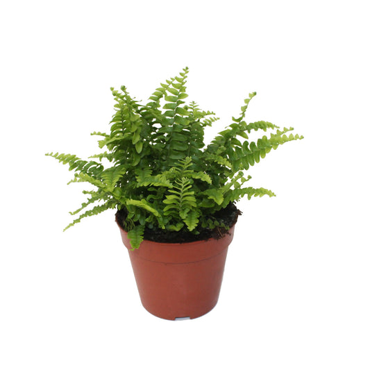 Nephrolepis Green Lady 25cm 12cm Pot