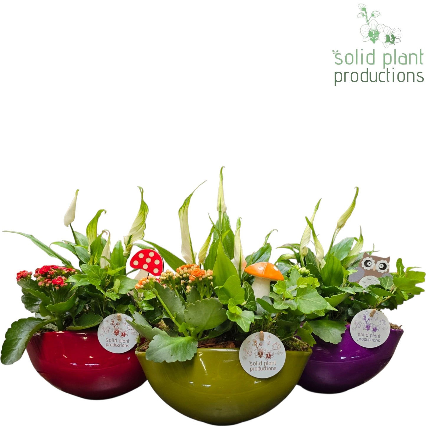 Solid Plant Productions SP005APROMO Evelyn Promo Autumn Mix 3PP Pack of 3