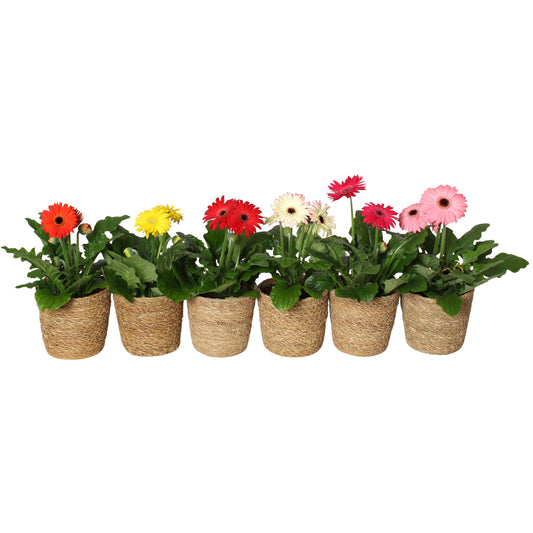 Gerbera mix 20cm 12cm Pot