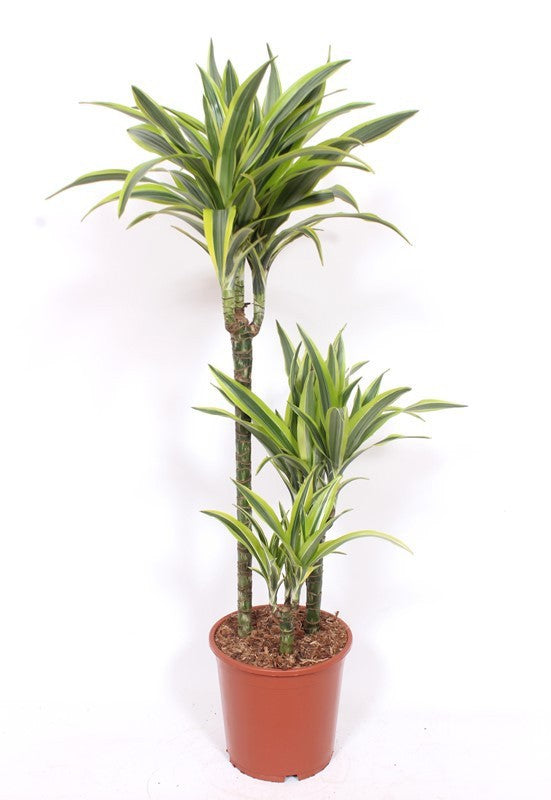 Dracaena fragrans Lemon Lime 100cm 21cm Pot