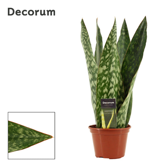 Sansevieria 45cm 14cm Pot