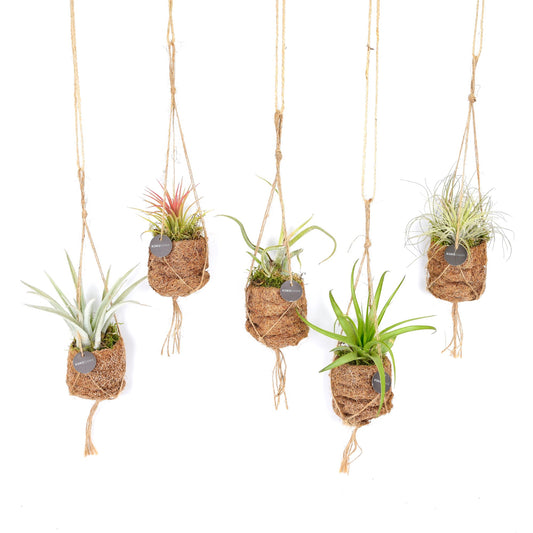 Kokodama Tillandsia mix 5cm 7cm Pot