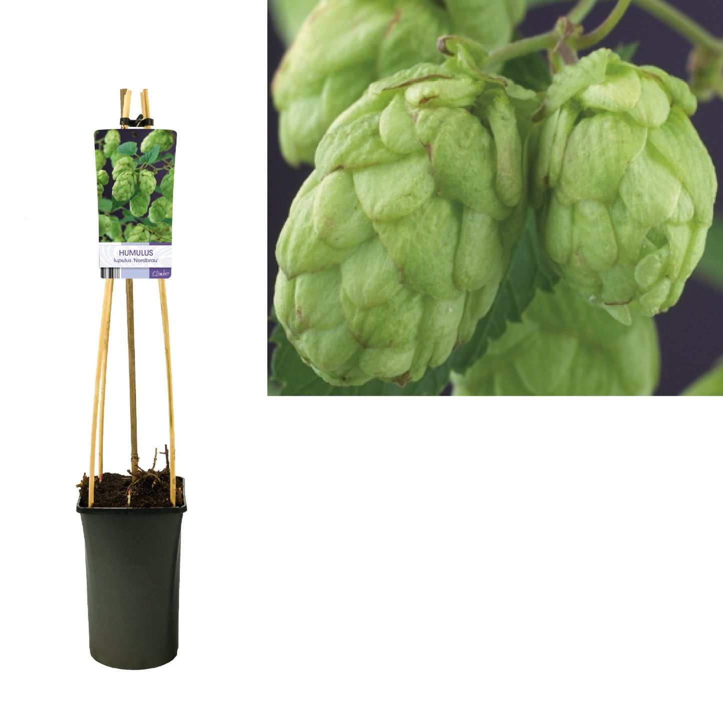 Humulus lupulus (hop) 75cm 17cm Pot
