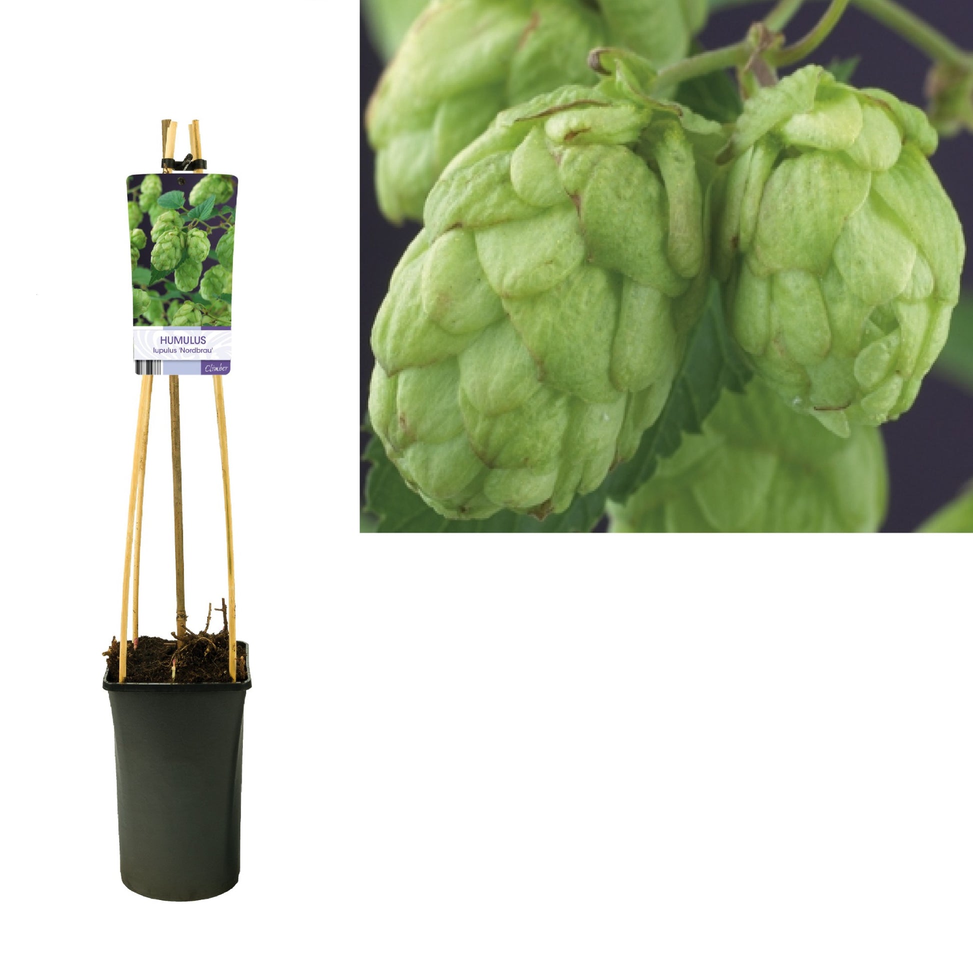 Humulus lupulus (hop) 75cm 17cm Pot