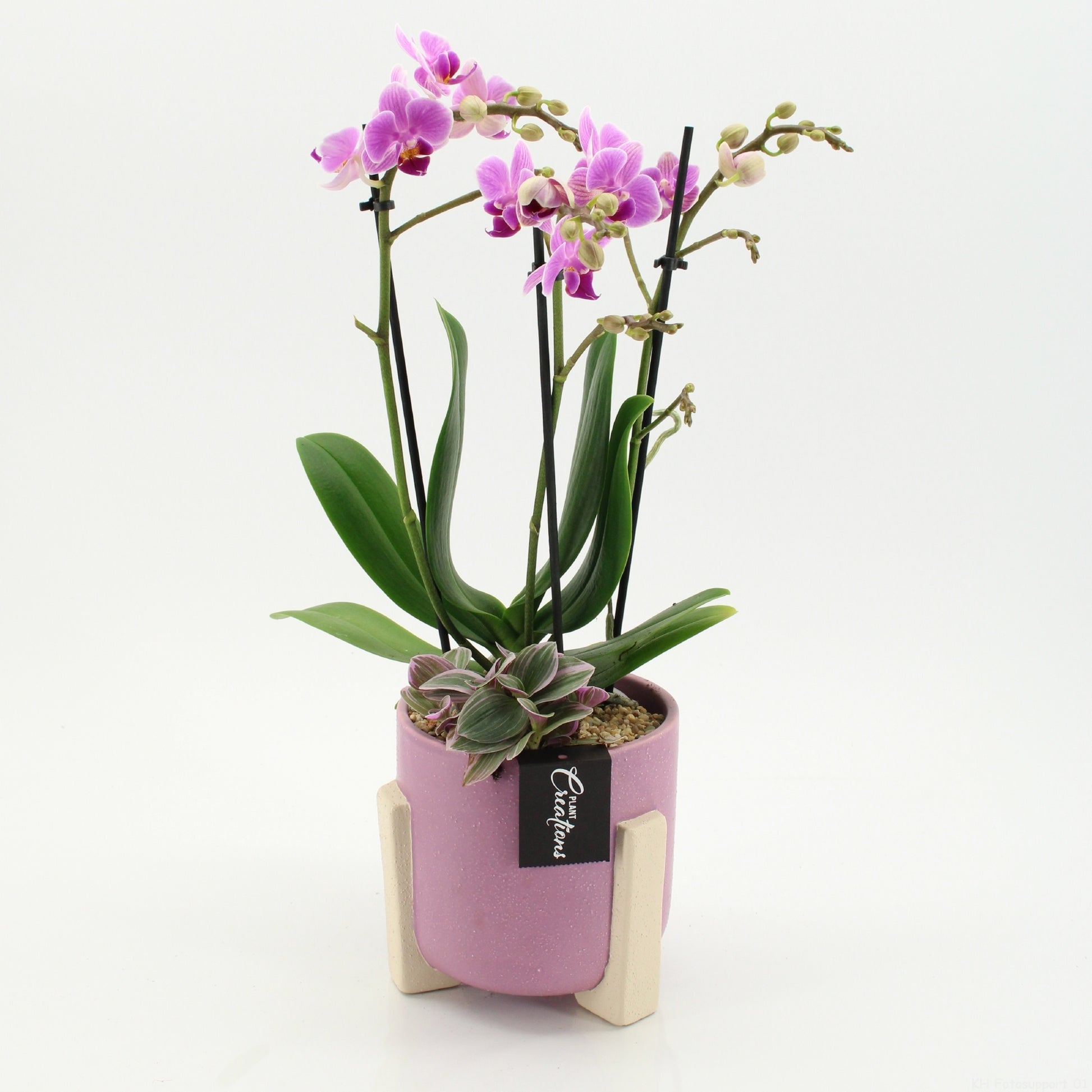 PHAL-2648RZ Phalaenopsis creatie 45cm 14cm Pot
