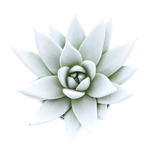 Rainbow white 8cm 6cm Pot
