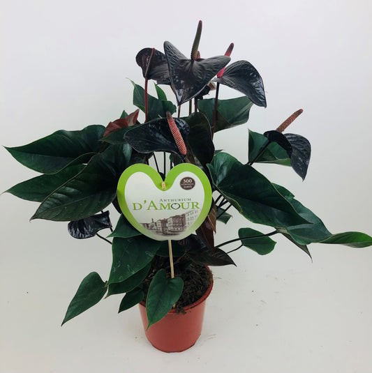 Anthurium Black Beauty 70cm 21cm Pot
