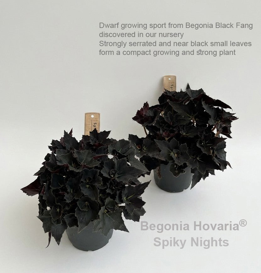 Begonia rex 20cm 12cm Pot