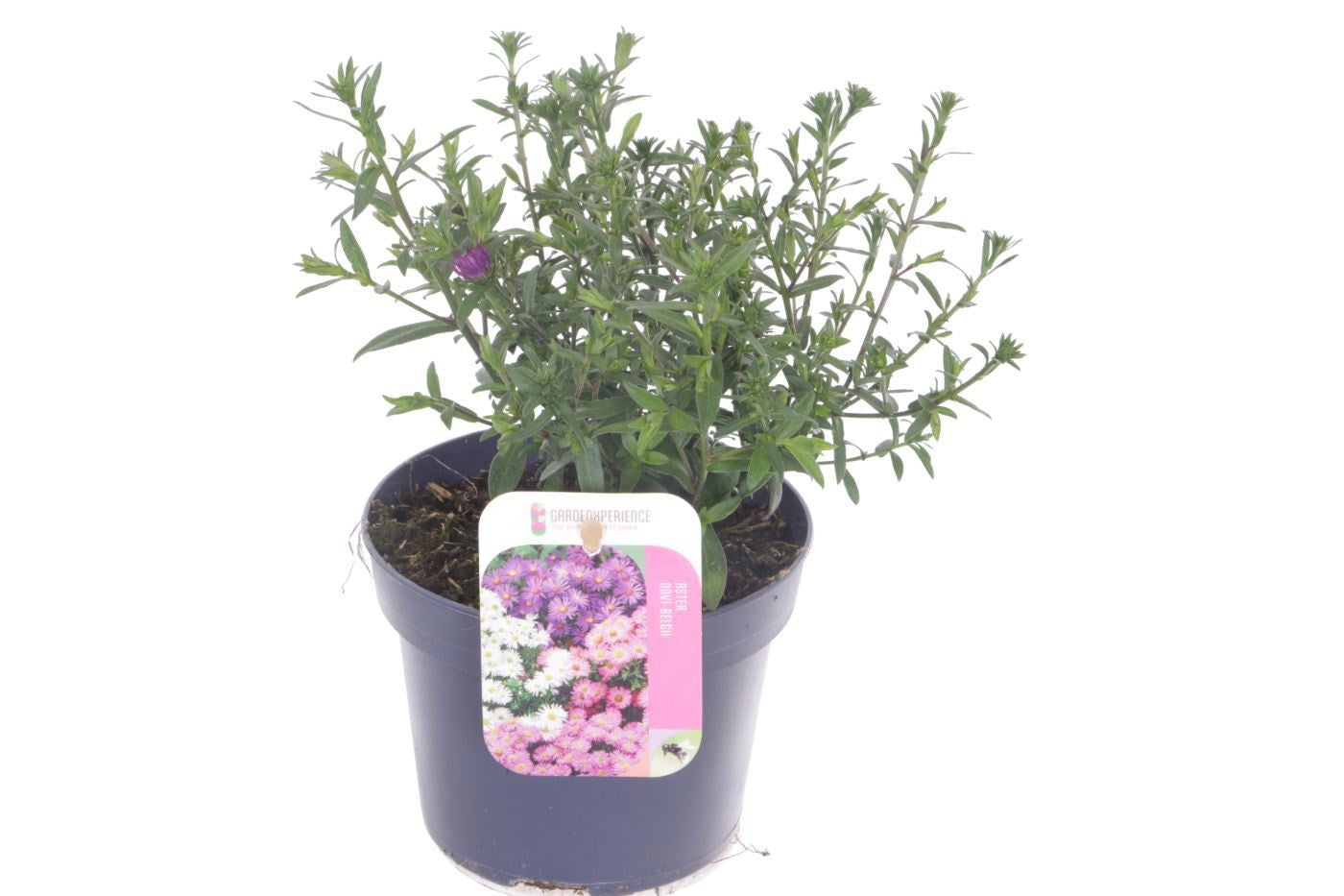 Aster nb. Magic Purple 25cm 13cm Pot