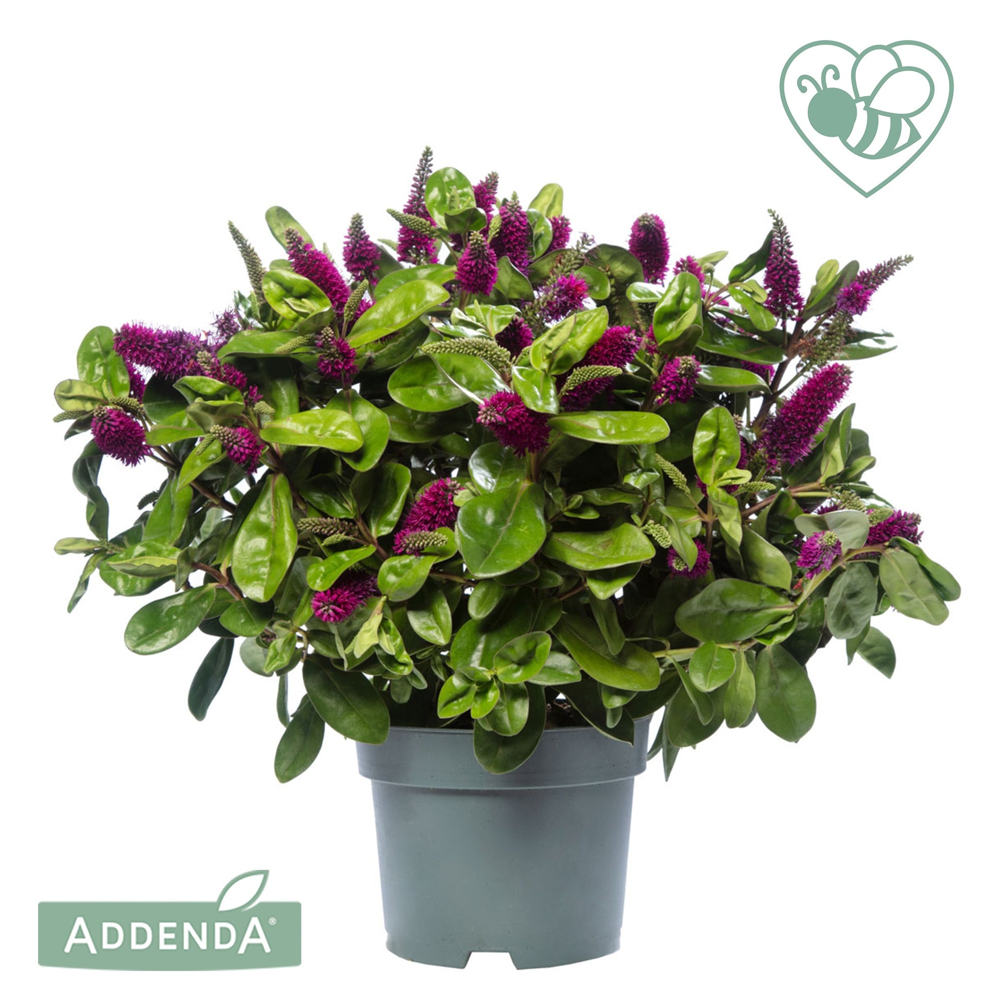 Hebe Hebedonna Alina 35cm 17cm Pot