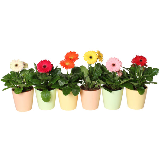 Gerbera mix 22cm 12cm Pot