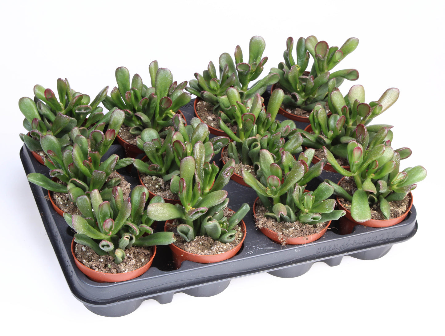 Euro Cactus Holland Bv Crassula Gollum Pack of 12