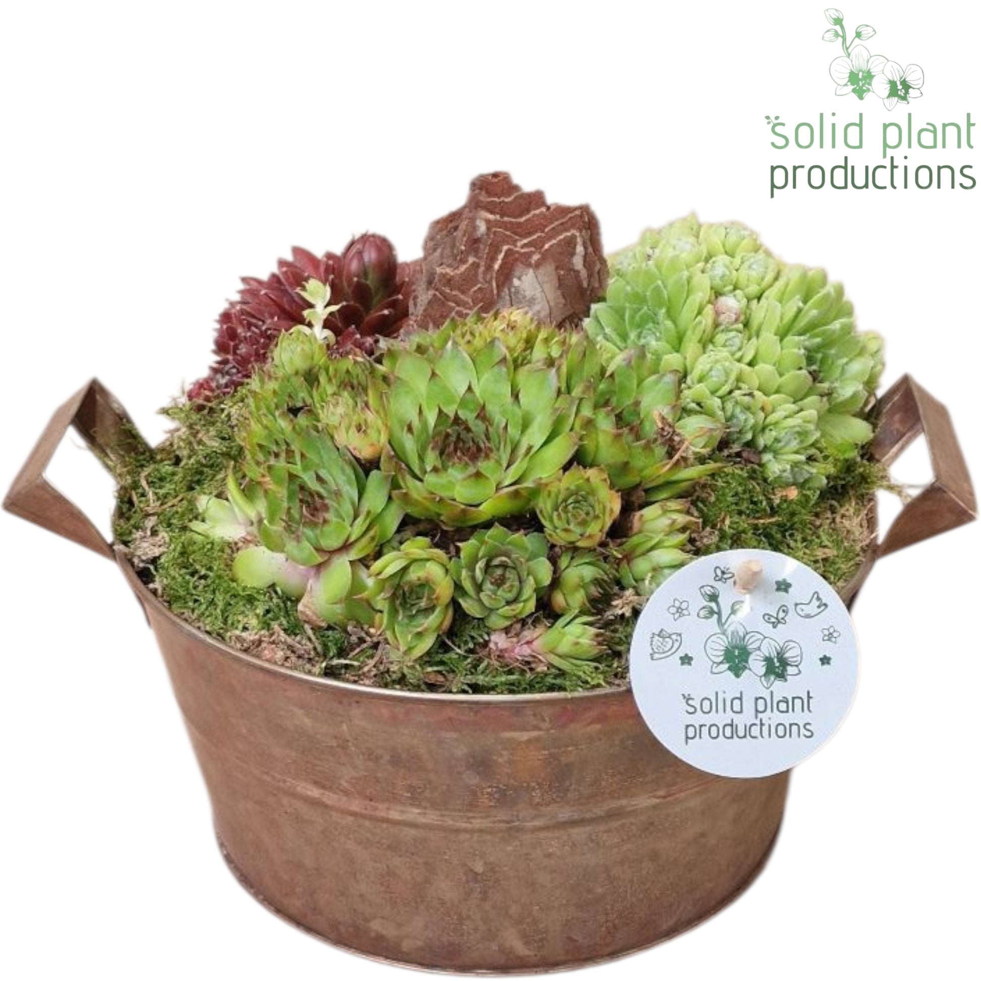 SMP007 Zinc Brown Medium Sempervivum 20cm 20cm Pot