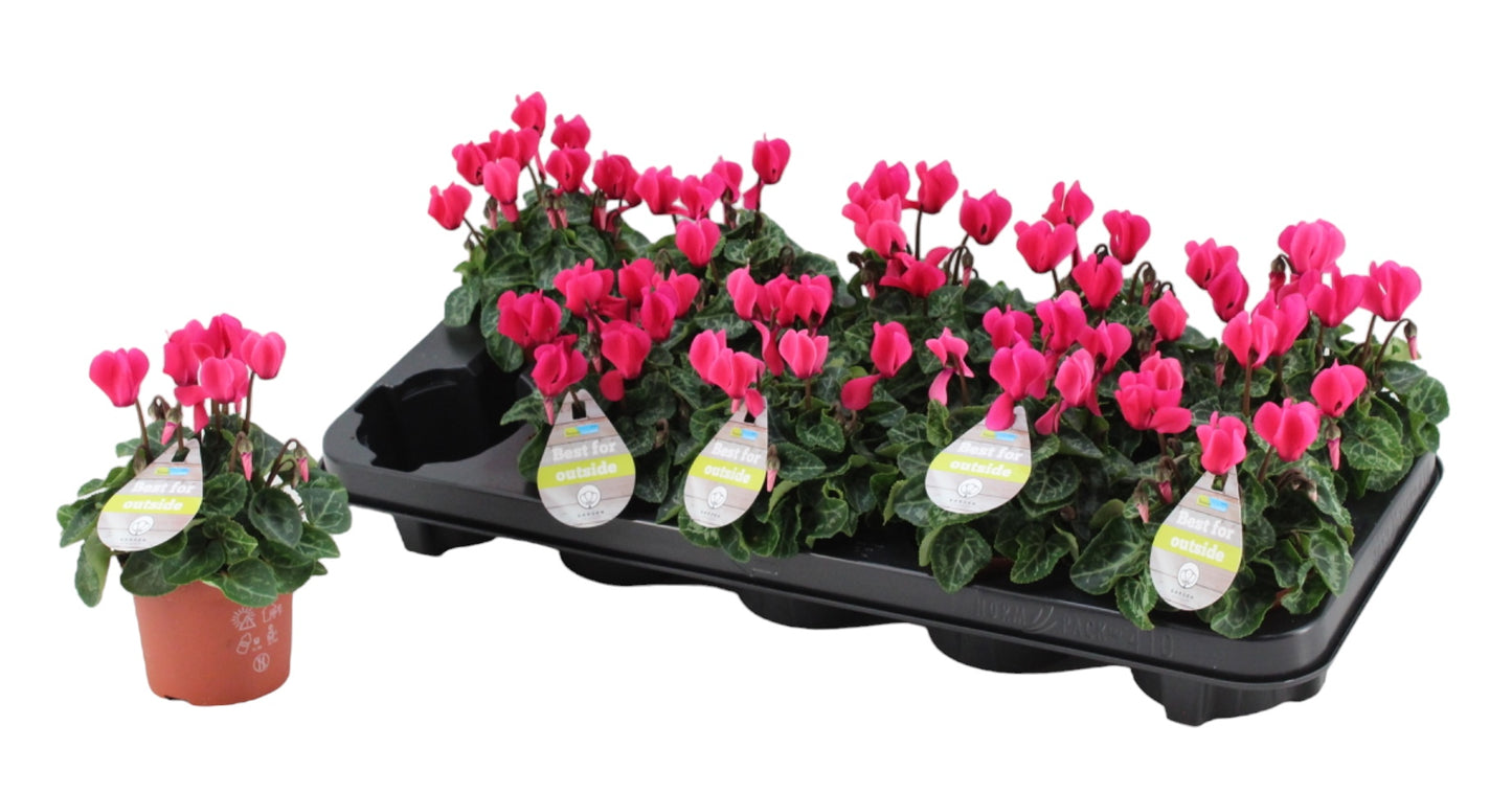 Cyclamen Veranda Selections 18cm 9cm Pot