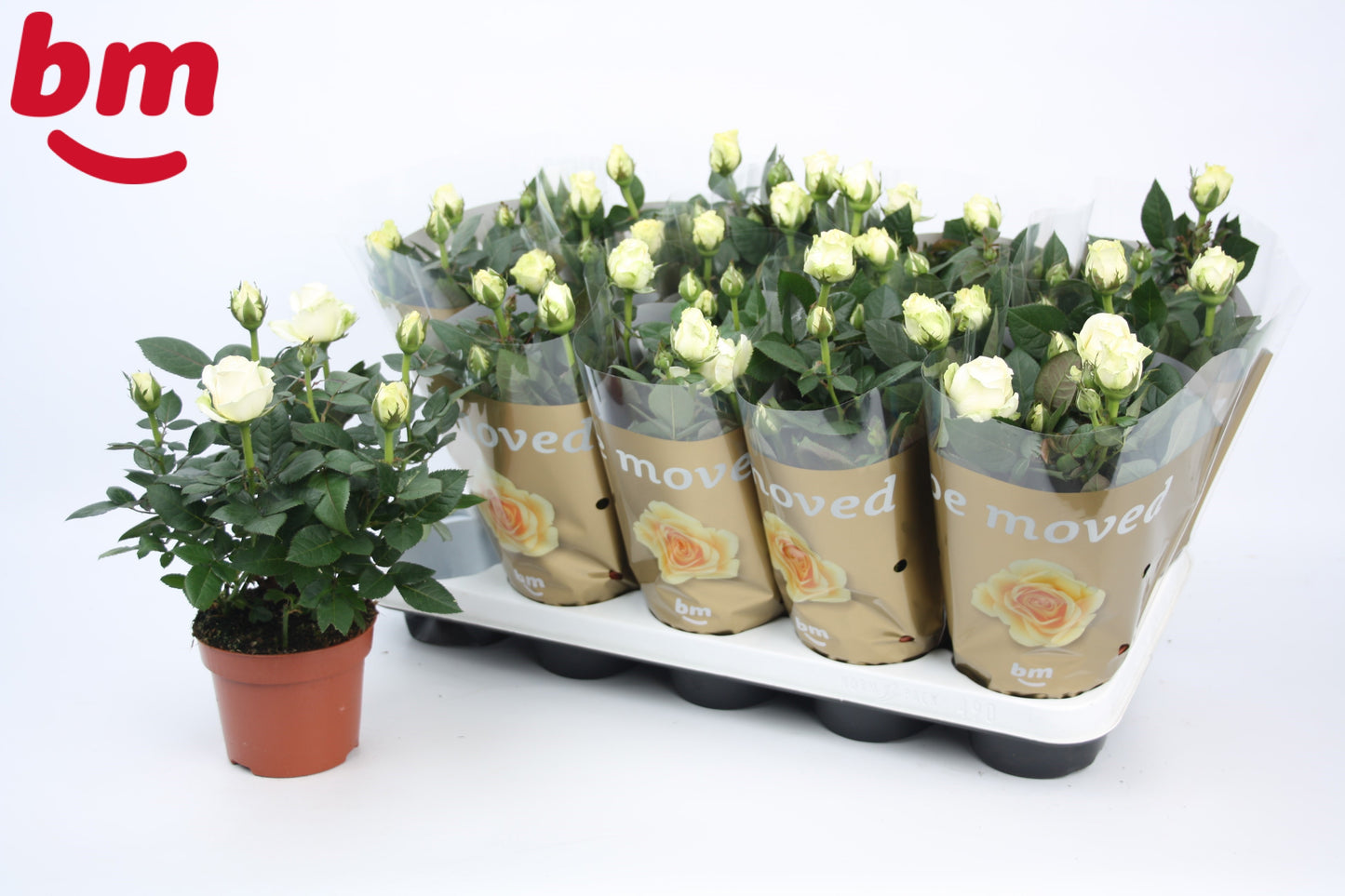 BM Roses Rosa Beau Monde white Pack of 10