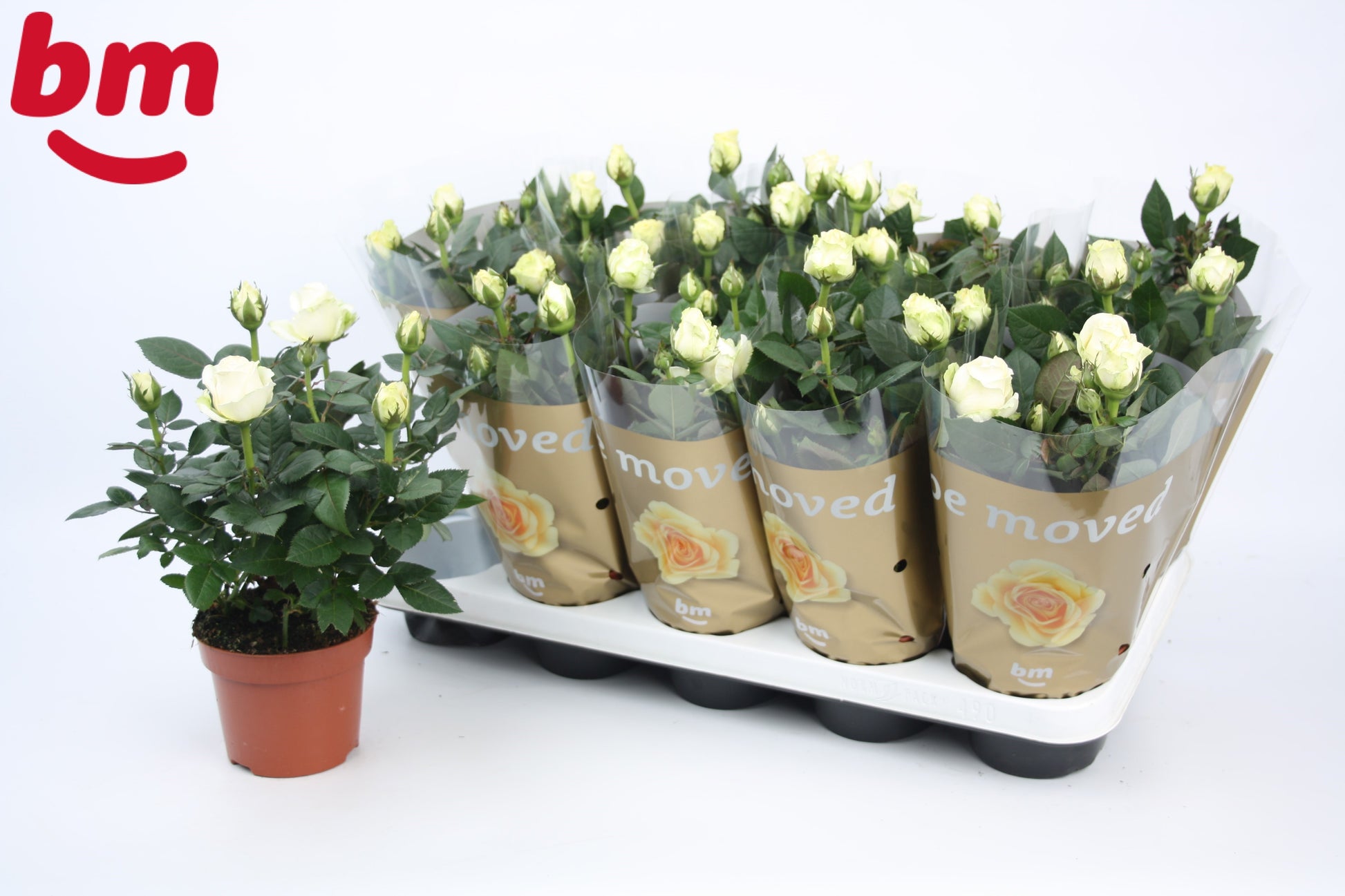 BM Roses Rosa Beau Monde white Pack of 10