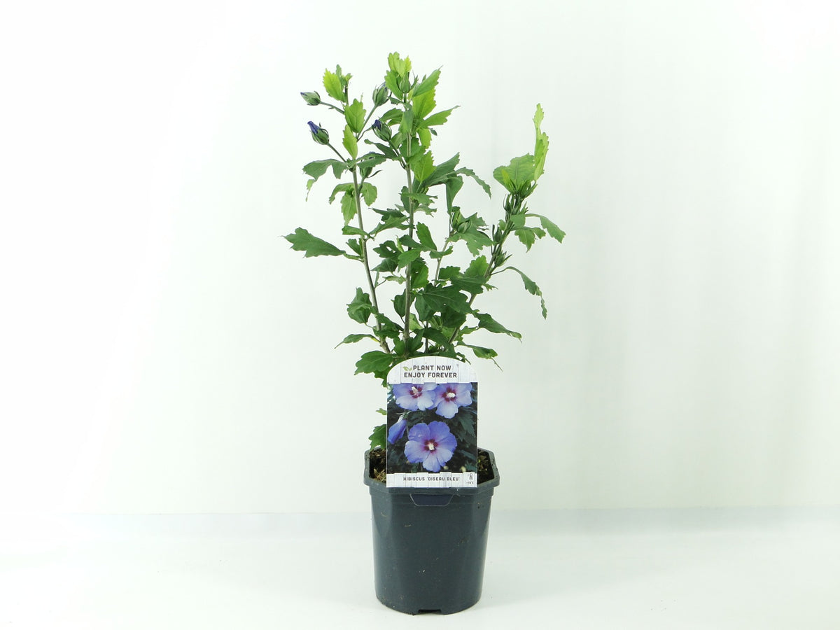Hibiscus syriacus Oiseau Bleu 35cm 17cm Pot