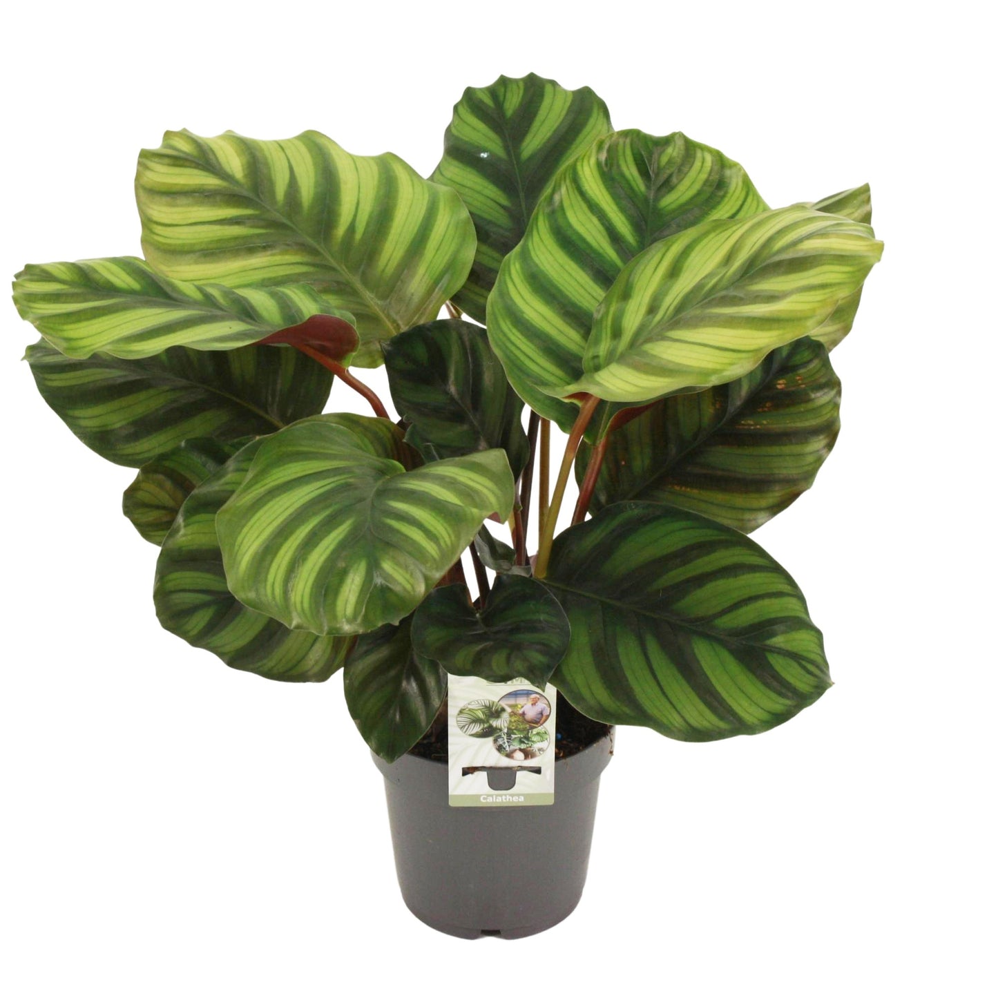 Calathea fasciata 45cm 14cm Pot