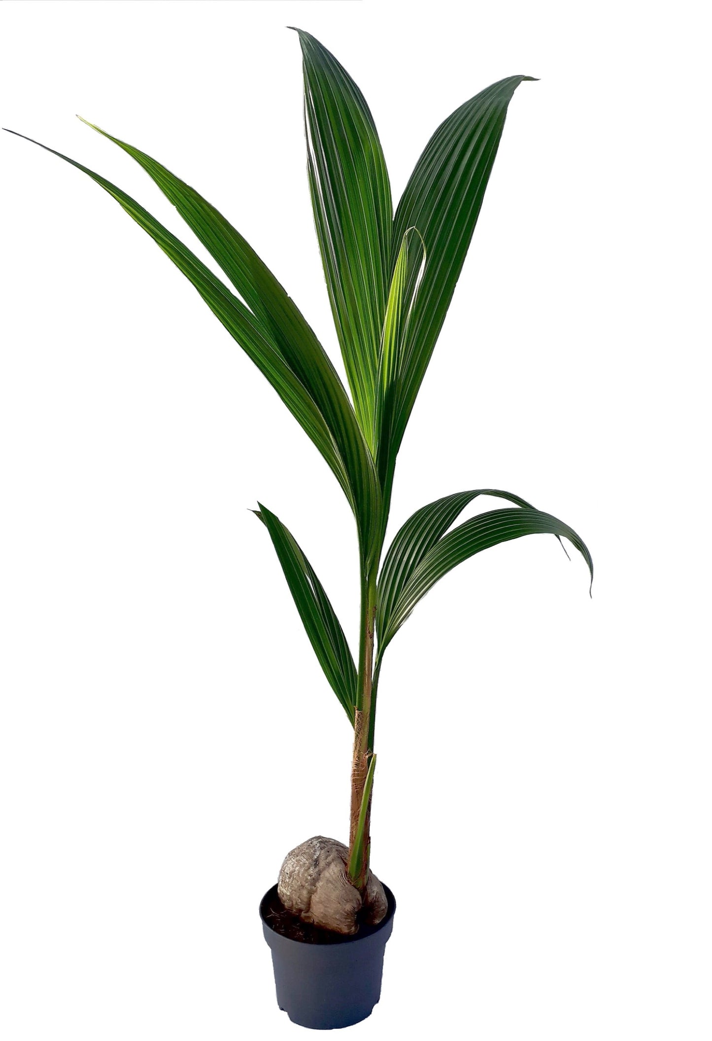 Verkade BV, Kwekery G. Cocos nucifera Pack of 10