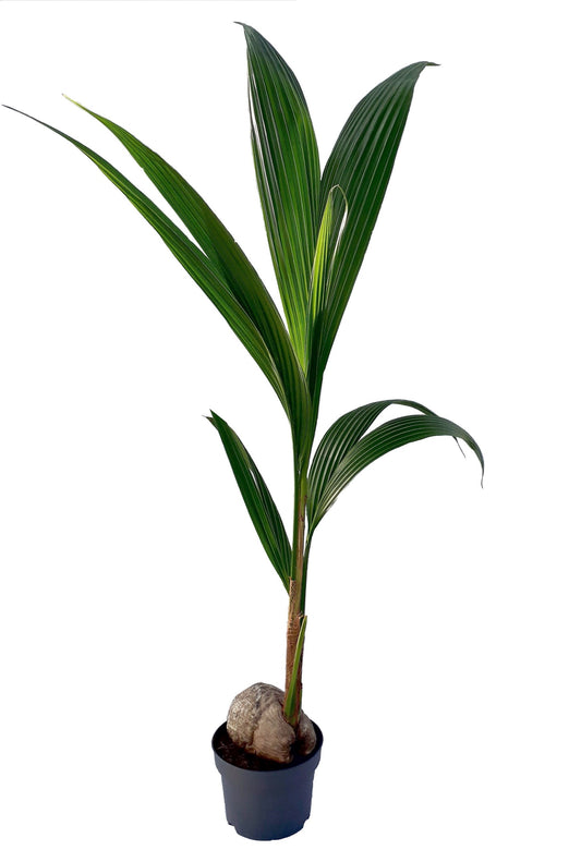 Verkade BV, Kwekery G. Cocos nucifera Pack of 10