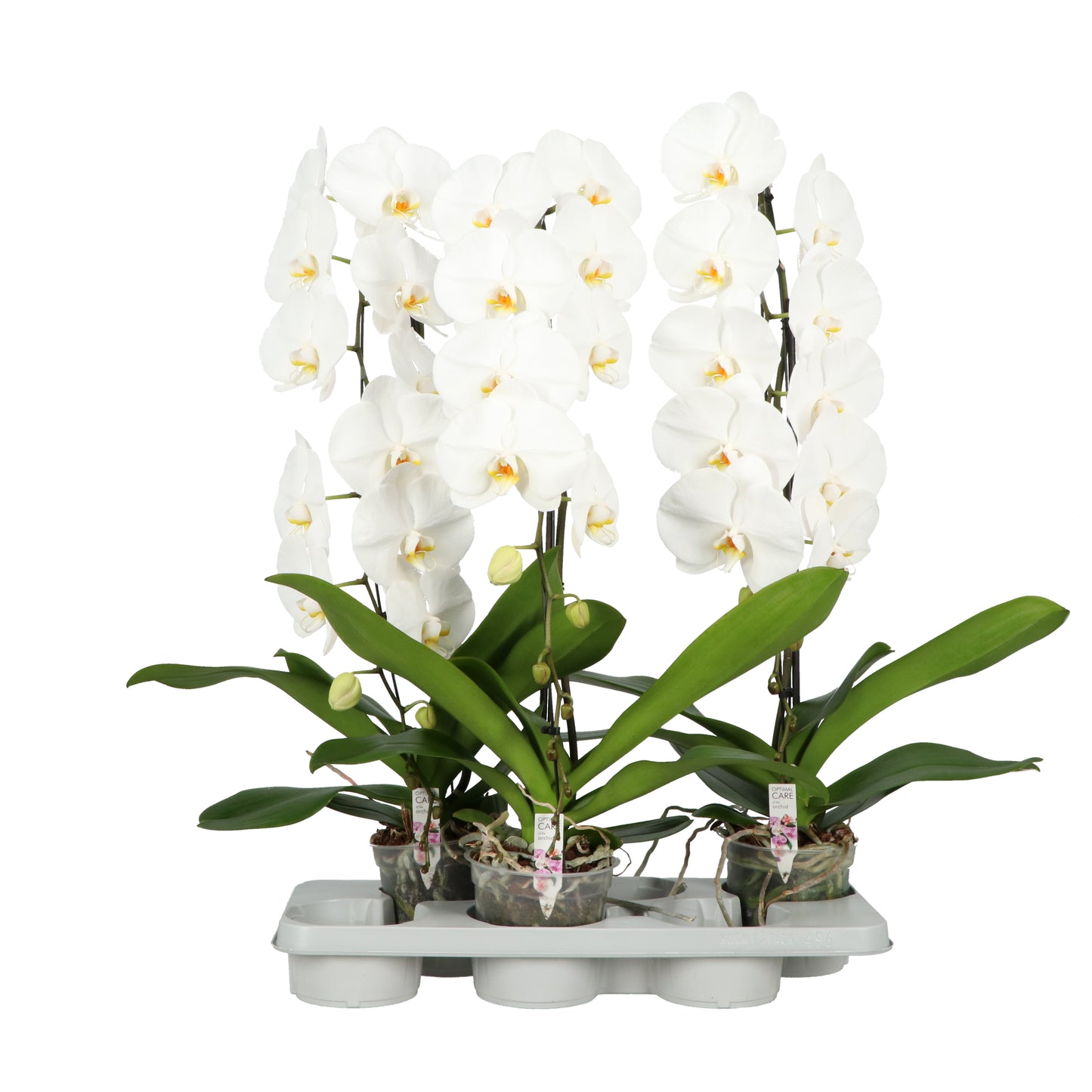 Phalaenopsis Hybrid 80cm 15cm Pot